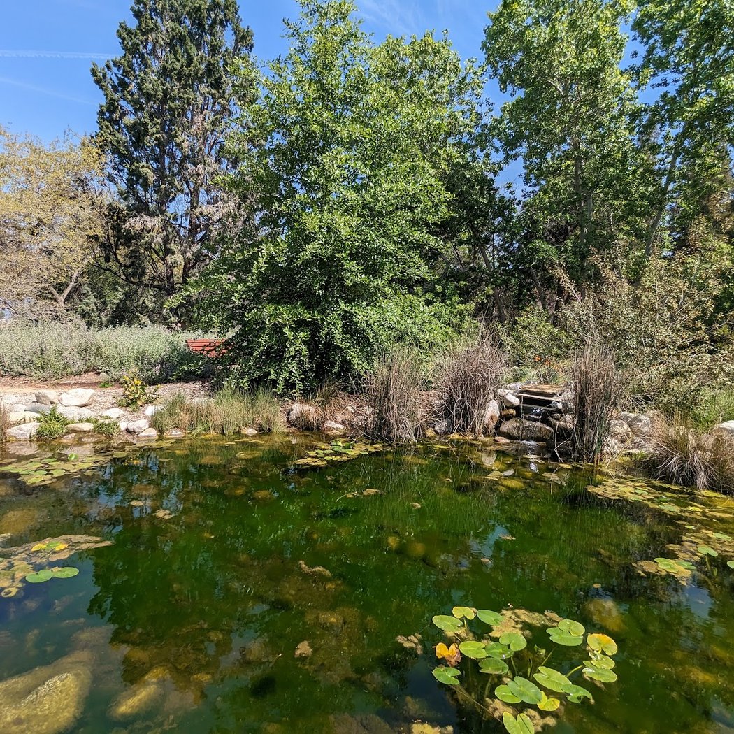 California Botanic Garden Bird Walk 1